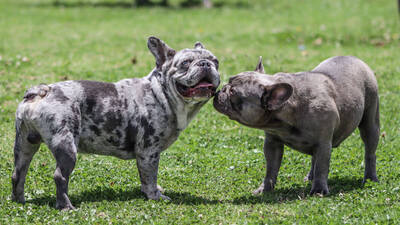 son los bulldogs franceses necesitados