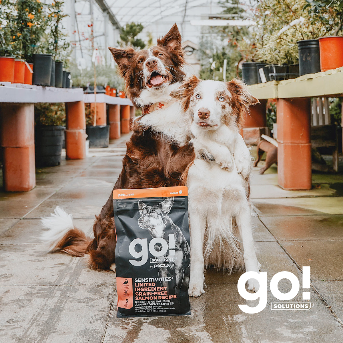 Go! Sensitivities Receta De Salmón Para Perros 1.6Kg