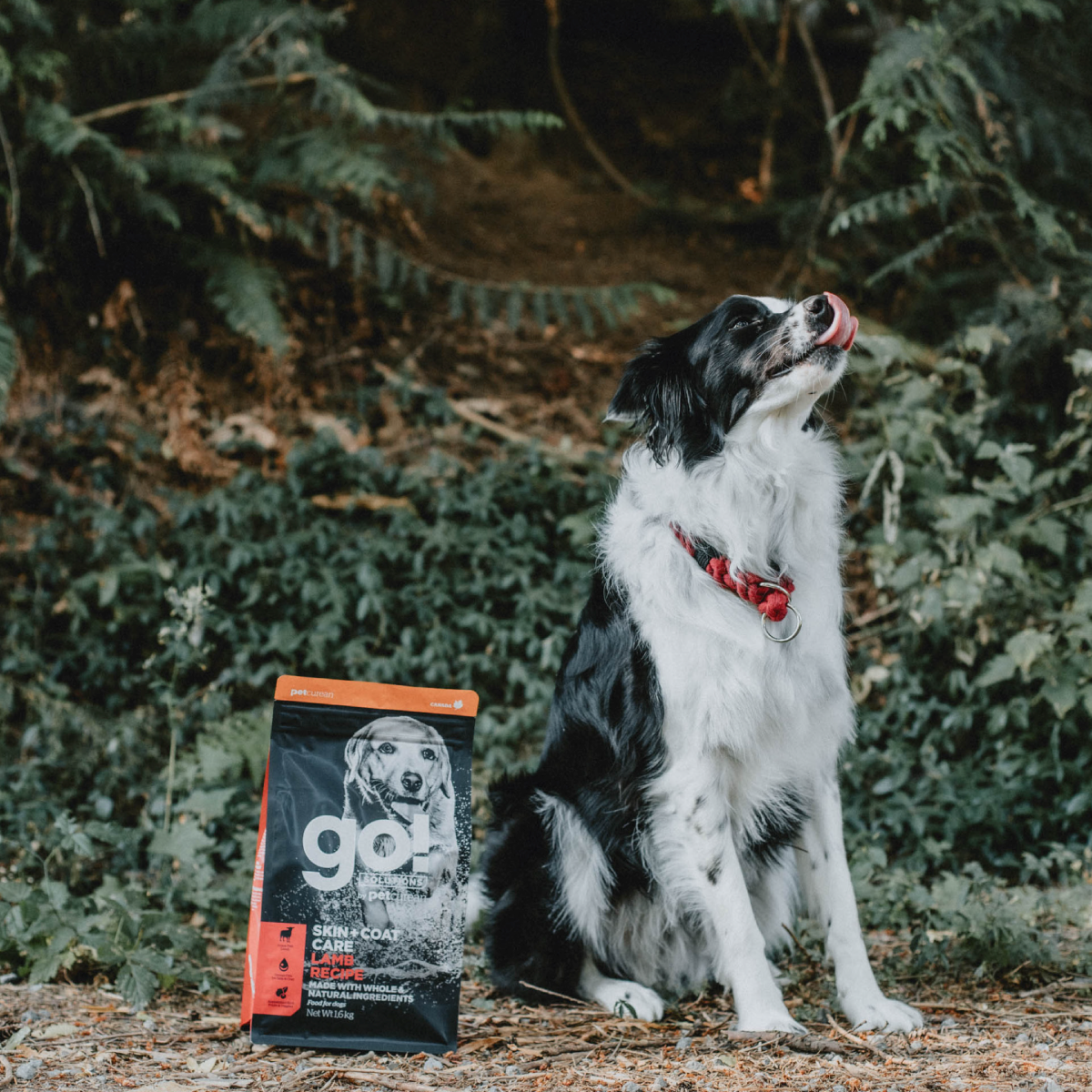 Go! Skin + Coat Receta De Cordero Para Perros 1.6Kg