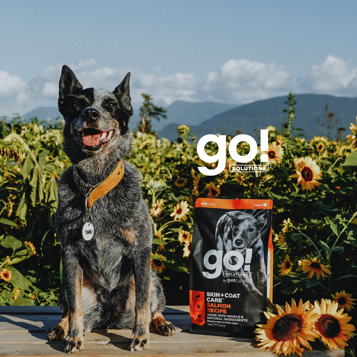 Go! Skin + Coat Receta De Salmón Para Perros 1.6Kg