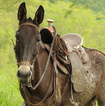 Silla Pantanera Vaquería Mesace