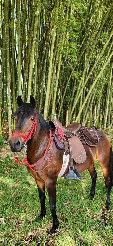 Silla Camelladora Vaquería Mesace