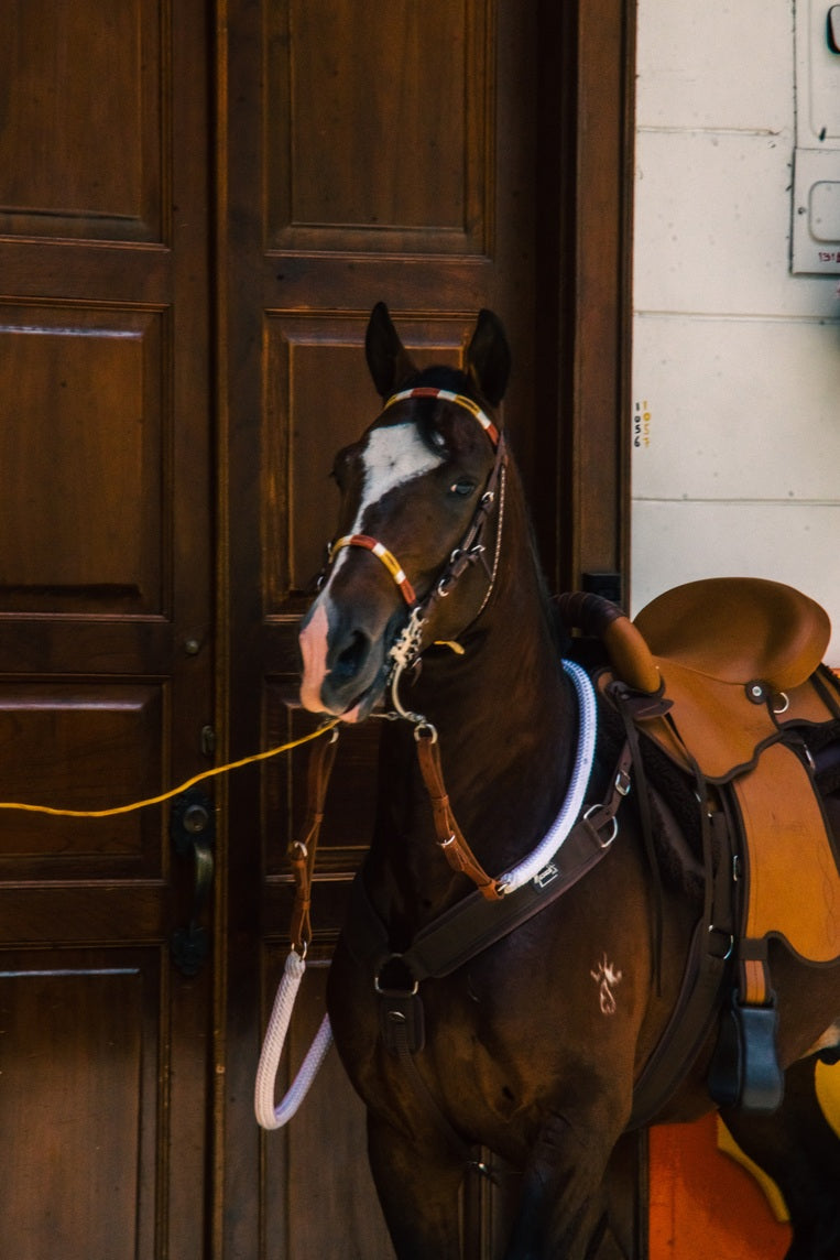 Tereque Tronador Plus Cabalgata Mesace