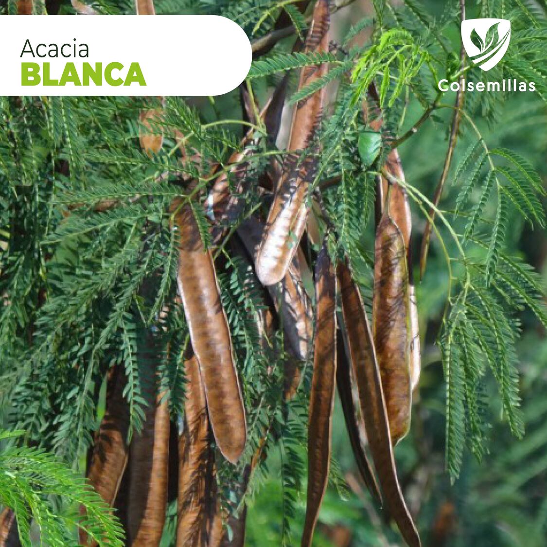 Acacia Blanca x 20Gr