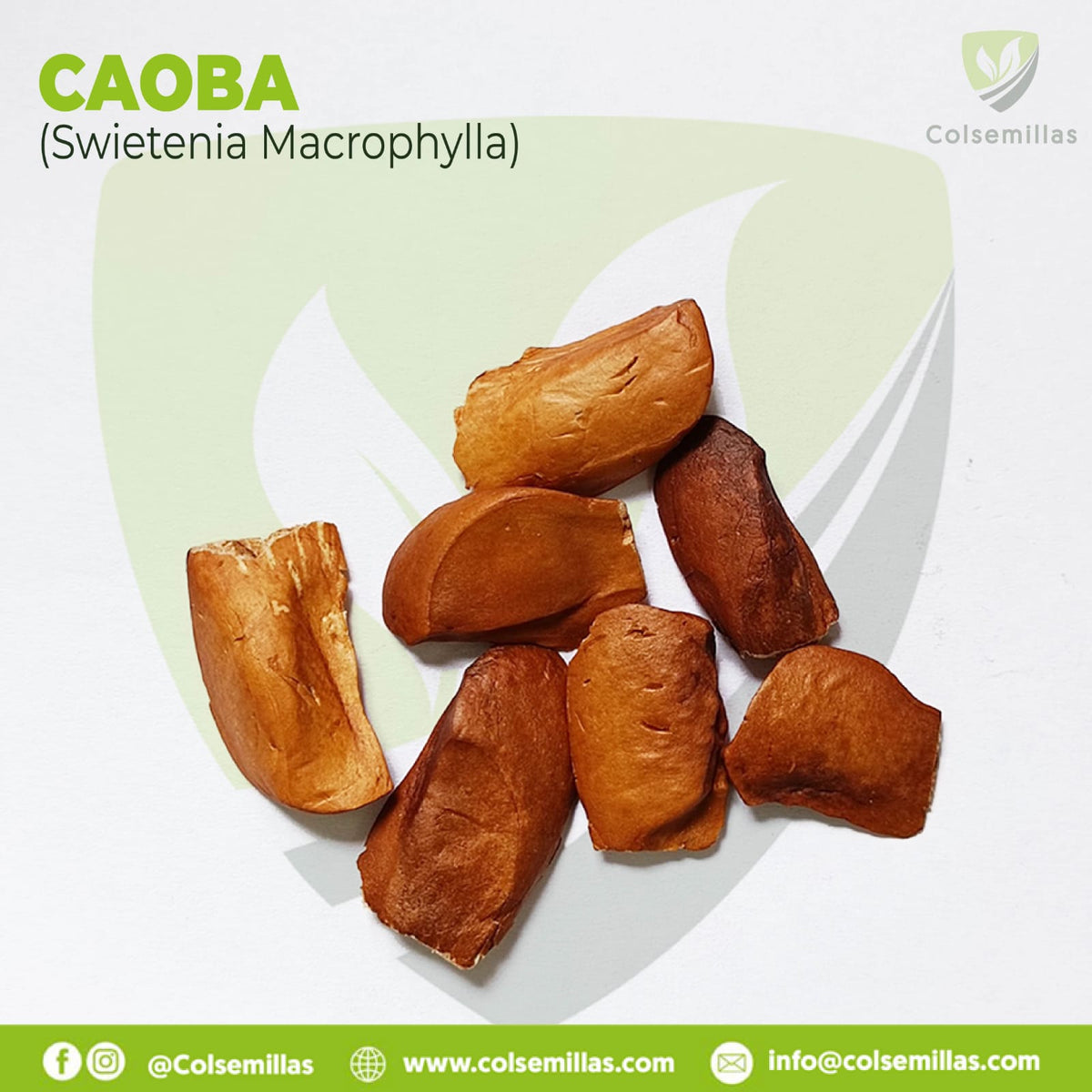 Caoba x 20 Gr