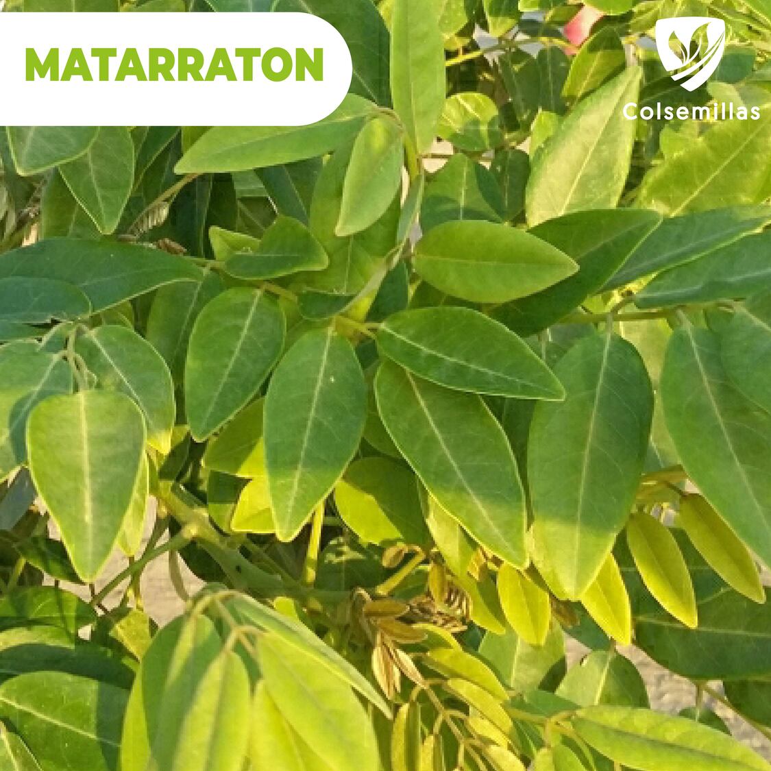 Matarraton x 20 Gr