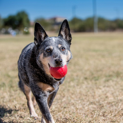 Pelota Kong Classic | Juguete Para Perro