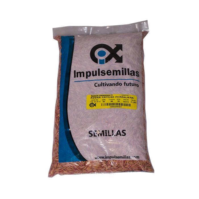 Semilla de Avena cayuse x 2 lb|Impulsemillas