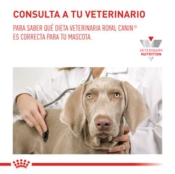 Recovery Lata165GrRoyal Canin