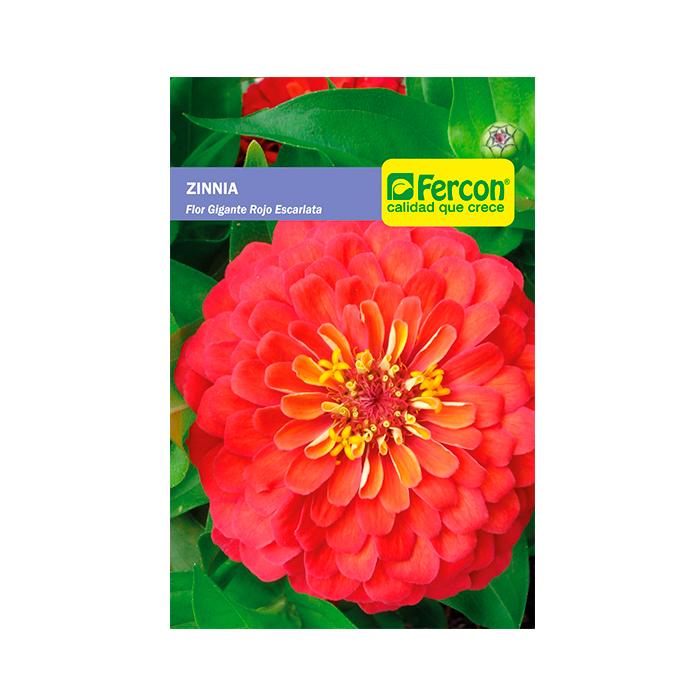 Semilla de Zinnia flor gigante rojo escarlata x 0.5 gr|Fercon